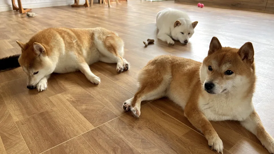 多頭飼いを始める前に知っておくべき「覚悟」と「現実」