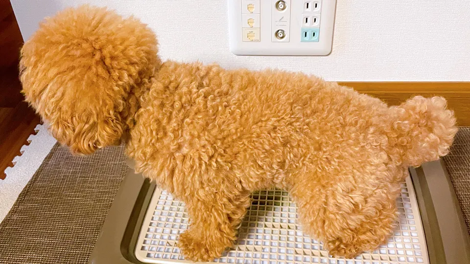 トイレの成功に良いイメージが無くなった