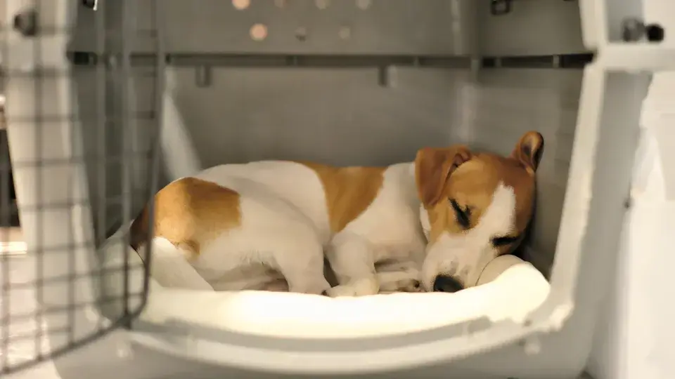 ケージの中で吠える原因