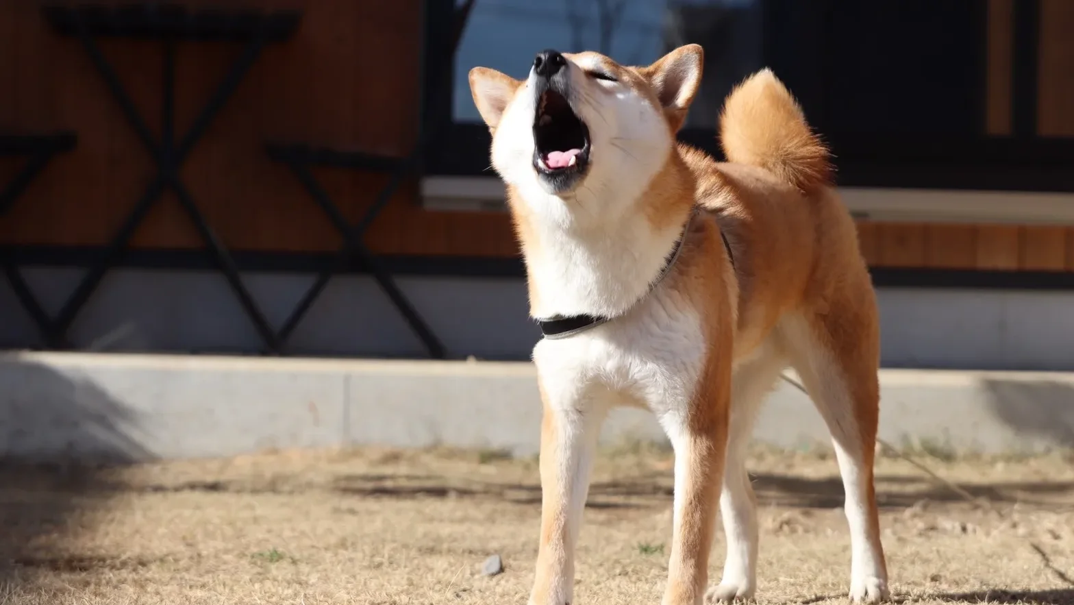 犬が吠える理由には「2つのパターン」がある