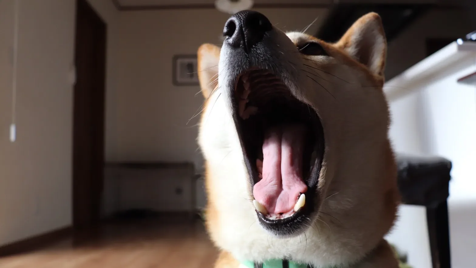 犬の夜泣き・朝の早泣きには理由がある!まずは原因を突き止めよう