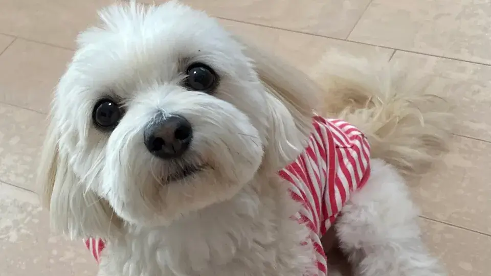 【LINE無料相談にプロドッグトレーナーが直接返信】散歩中に他の犬に過剰に吠える！幼少期に犬同士の交流が原因？改善方法とは？