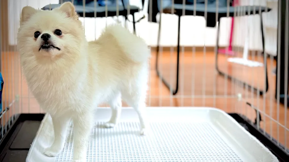 失敗して気を引きたい