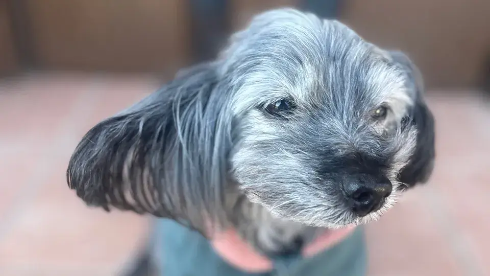 【LINE無料相談にプロドッグトレーナーが直接返信】ケージの中で吠える！フリーの時には興奮する！落ち着きを教える方法とは？