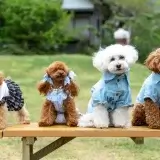 【LINE無料相談にプロドッグトレーナーが直接返信】お散歩中に大型犬に吠える！改善方法は？