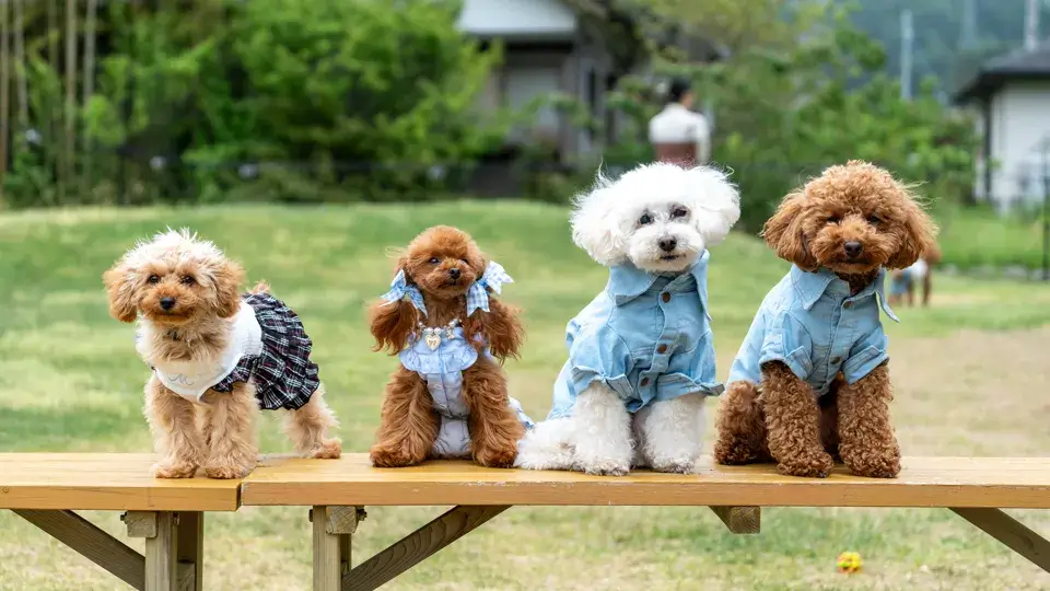 【LINE無料相談にプロドッグトレーナーが直接返信】お散歩中に大型犬に吠える！改善方法は？