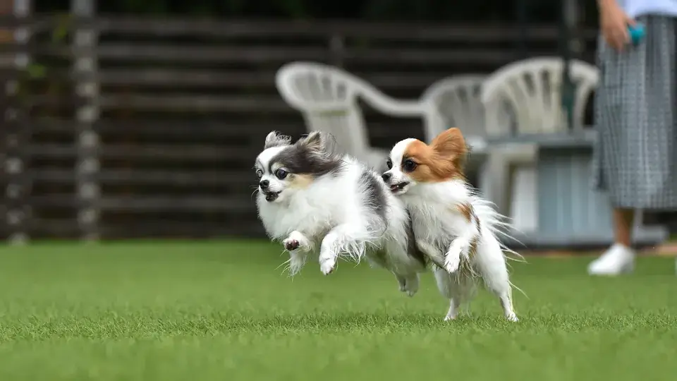 ドッグランの注意点