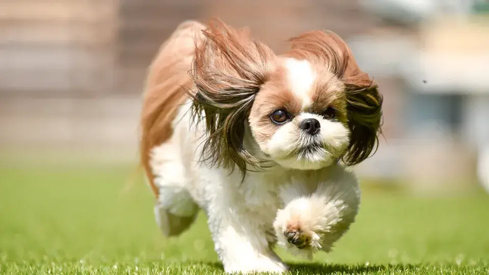 【LINE無料相談にプロドッグトレーナーが直接返信】お散歩中に大型犬に吠える！改善方法は？