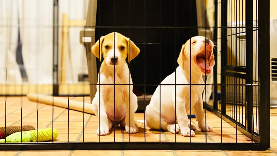 ケージの中で吠える原因