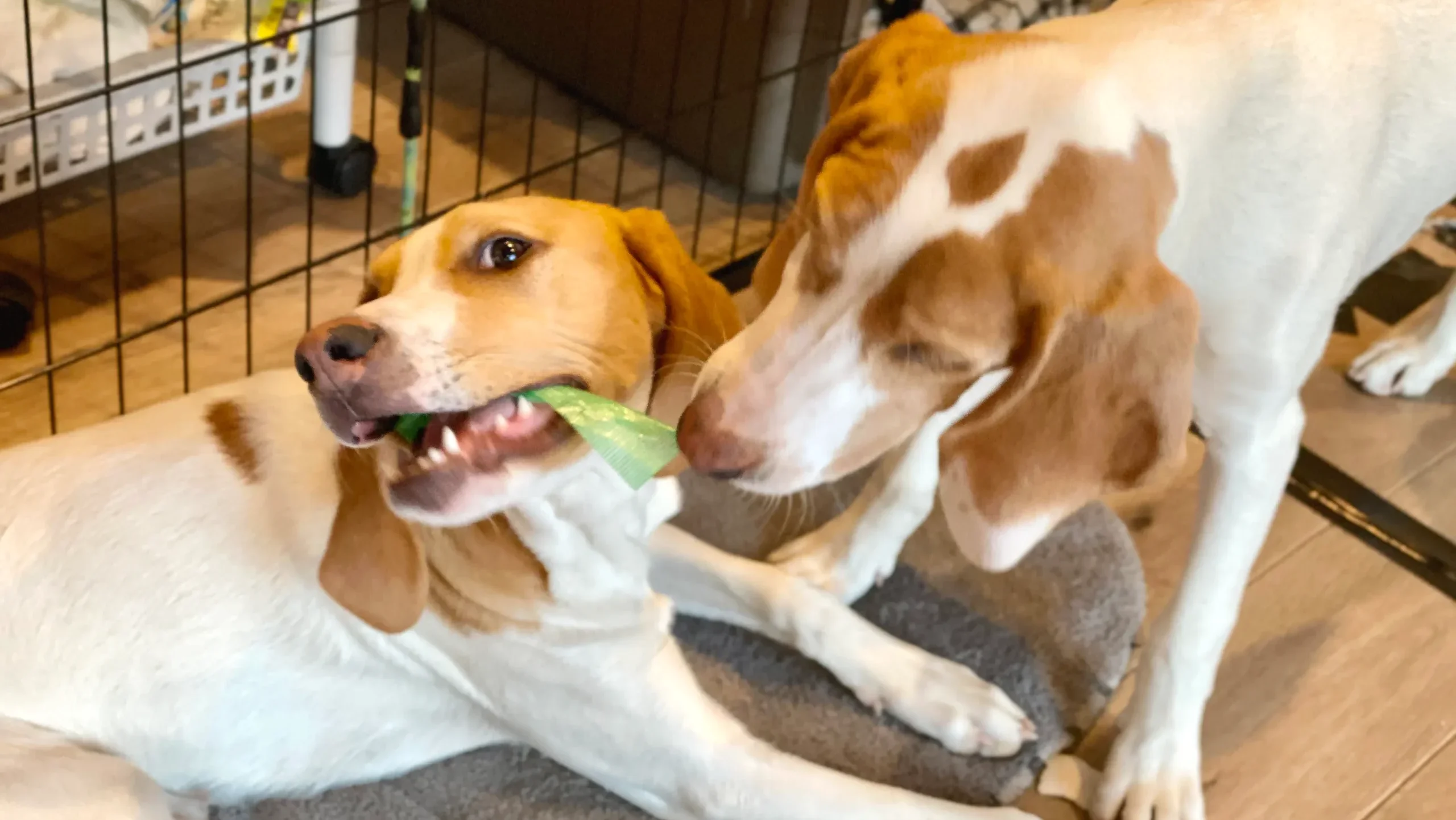 性格の「温度差」が多頭飼いの成否を分ける