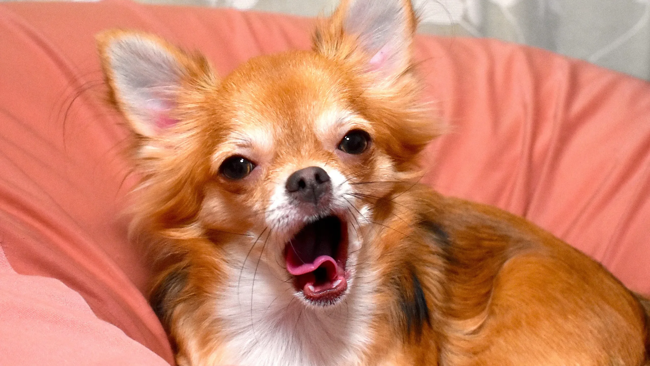 まとめ：愛犬を守るための「正しい制限」