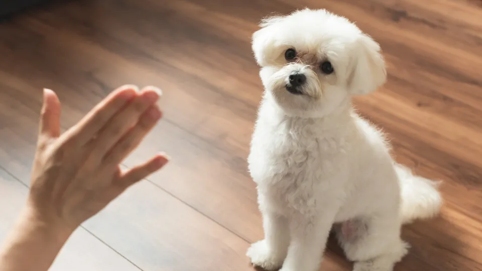 トイレトレーニングの注意点