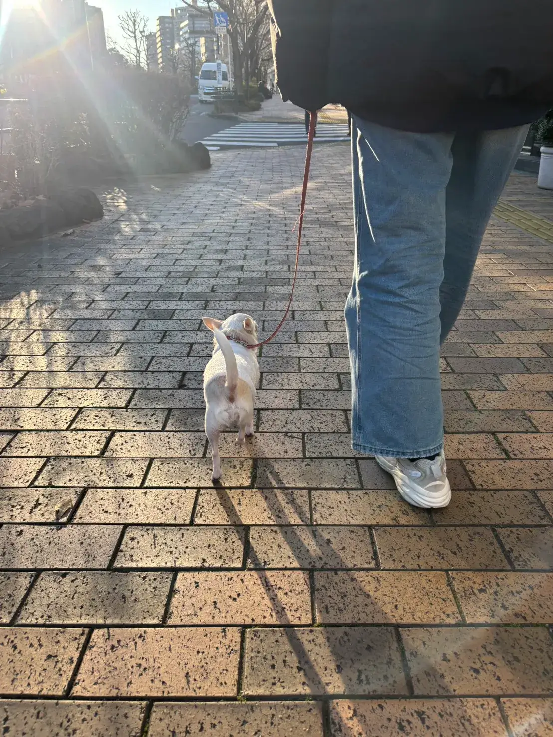 ちわわ お散歩トレーニング 犬のしつけHAGU仕事体験インターンシップ(冬休み)