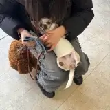 ちわわ 足拭き 犬のしつけHAGU仕事体験インターンシップ(冬休み)