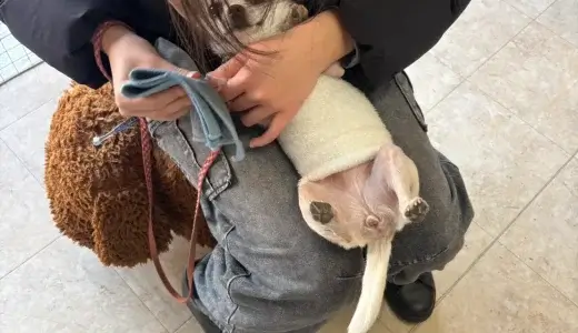 犬のしつけＨＡＧＵ仕事体験インターンシップ(冬休み)にご参加頂き、ありがとうございました。