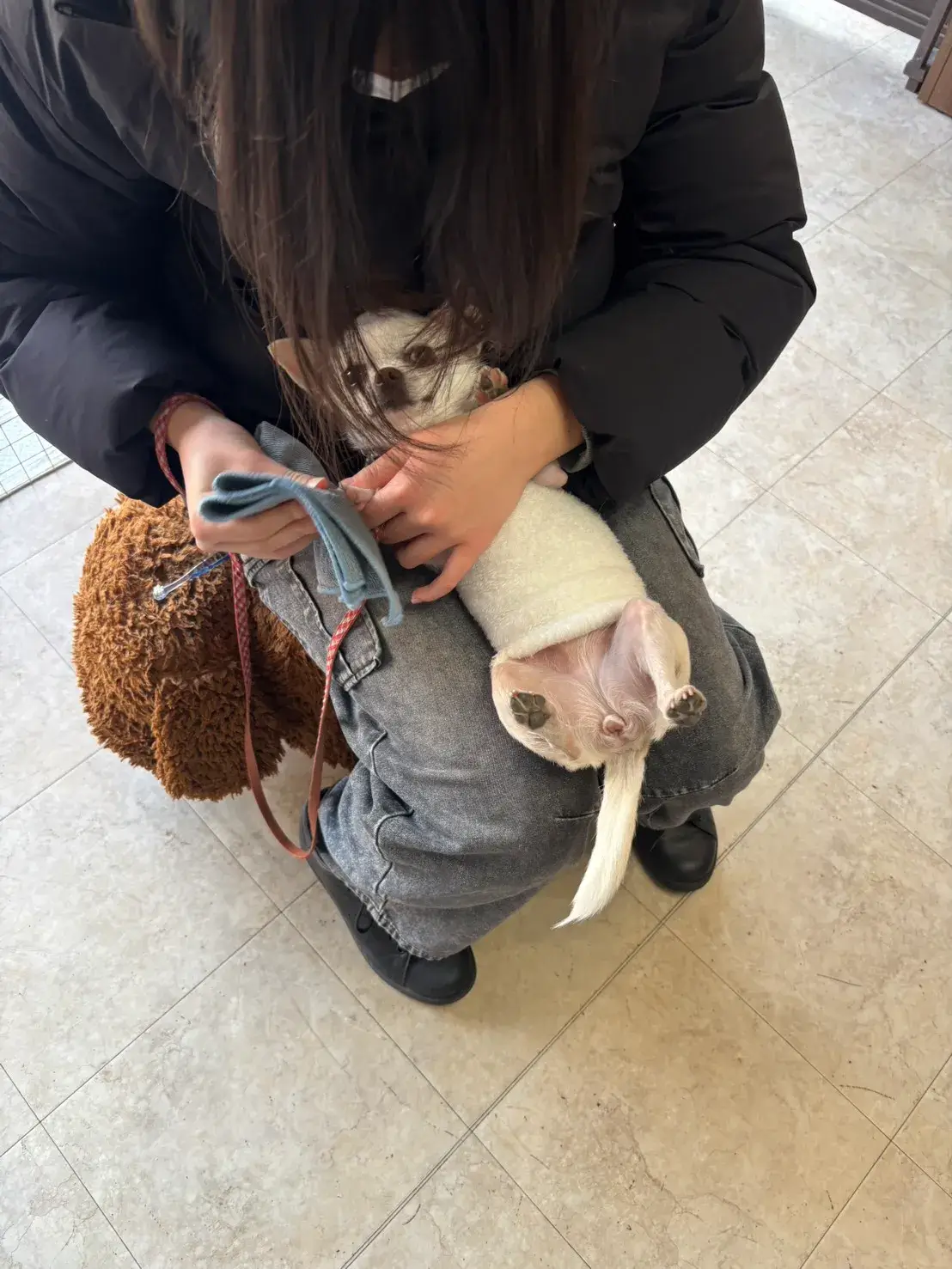 ちわわ 足拭き 犬のしつけHAGU仕事体験インターンシップ(冬休み)