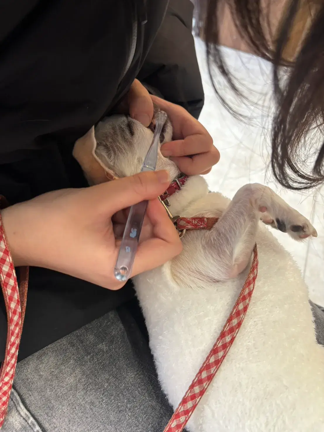 ちわわ 歯磨きトレーニング 犬のしつけHAGU仕事体験インターンシップ(冬休み)