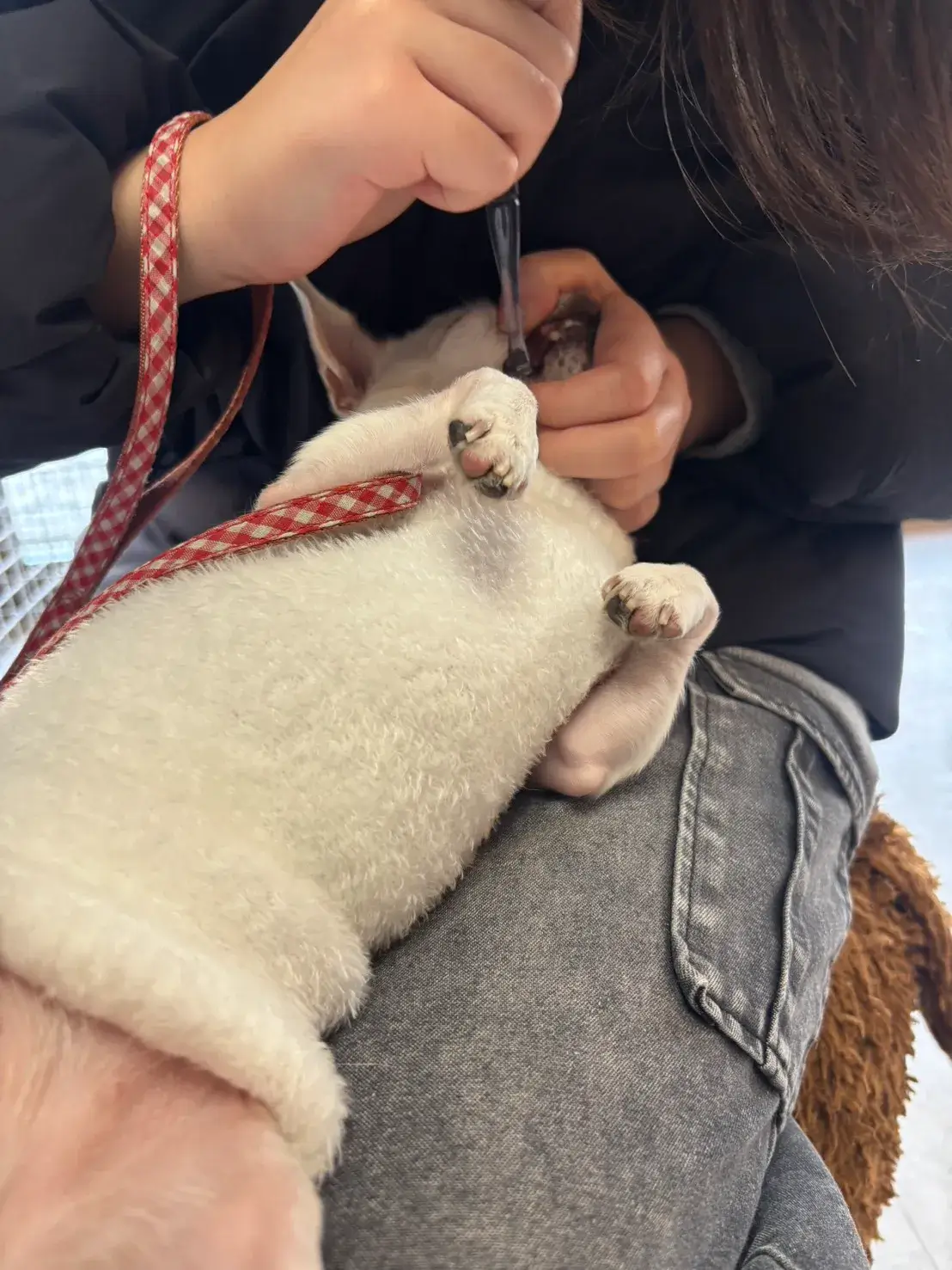 ちわわ 歯磨きトレーニング 犬のしつけHAGU仕事体験インターンシップ(冬休み)