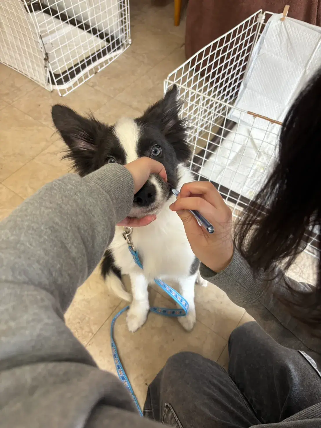 ボダーコリー 歯磨きトレーニング 犬のしつけHAGU仕事体験インターンシップ(冬休み)