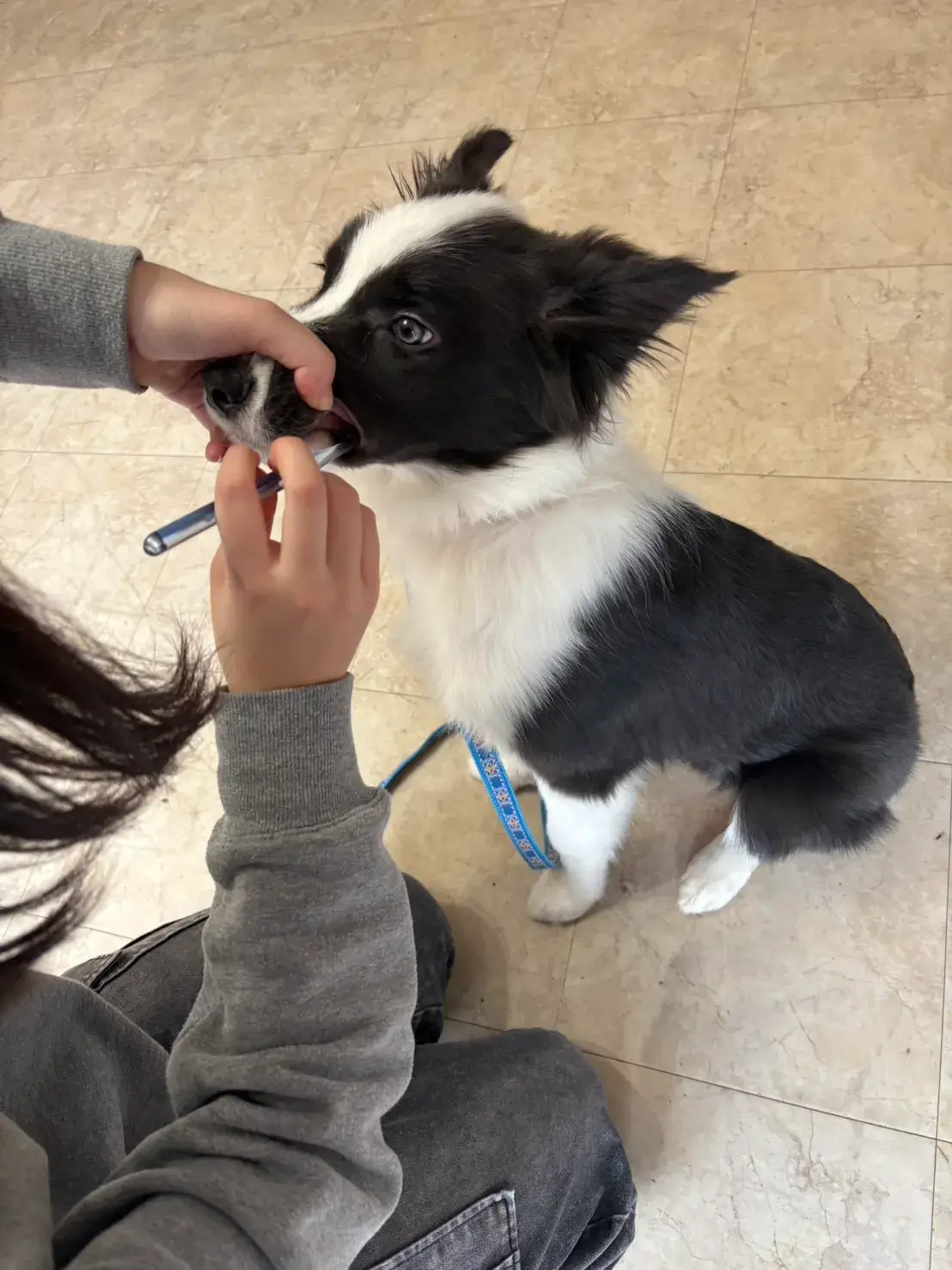 ボダーコリー 歯磨きトレーニング 犬のしつけHAGU仕事体験インターンシップ(冬休み)