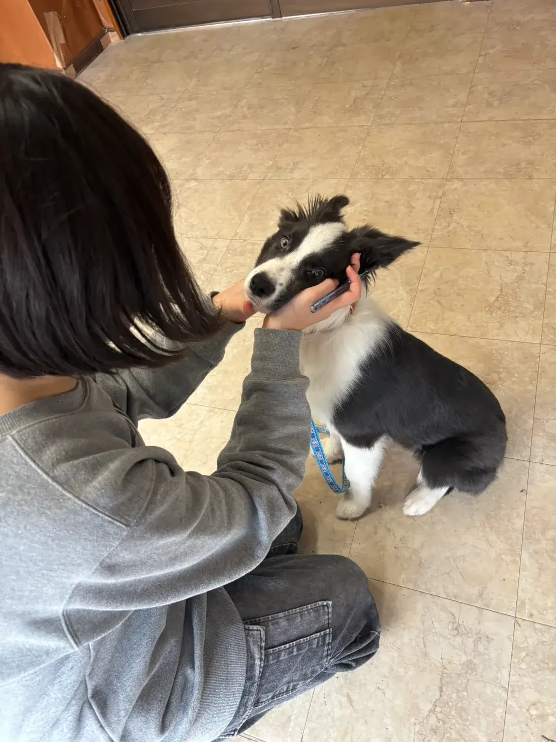 ボダーコリー 歯磨きトレーニング 犬のしつけHAGU仕事体験インターンシップ(冬休み)