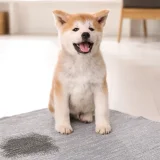 現役ドッグトレーナーが話す！ワンちゃんのトイレトレーニング方法について解説【初心者向け】