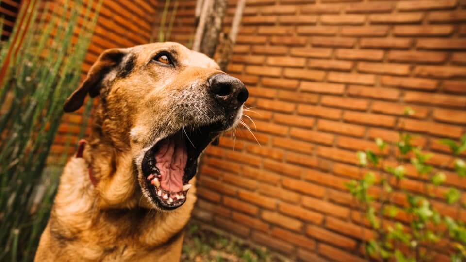 2. 間違った「無視」が吠えを助長している?