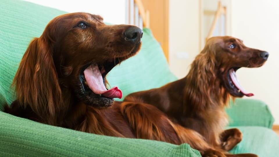 ケンカの原因を探る