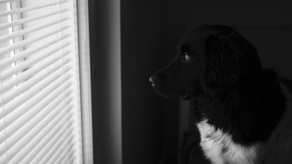 視覚と聴覚の情報をコントロールする