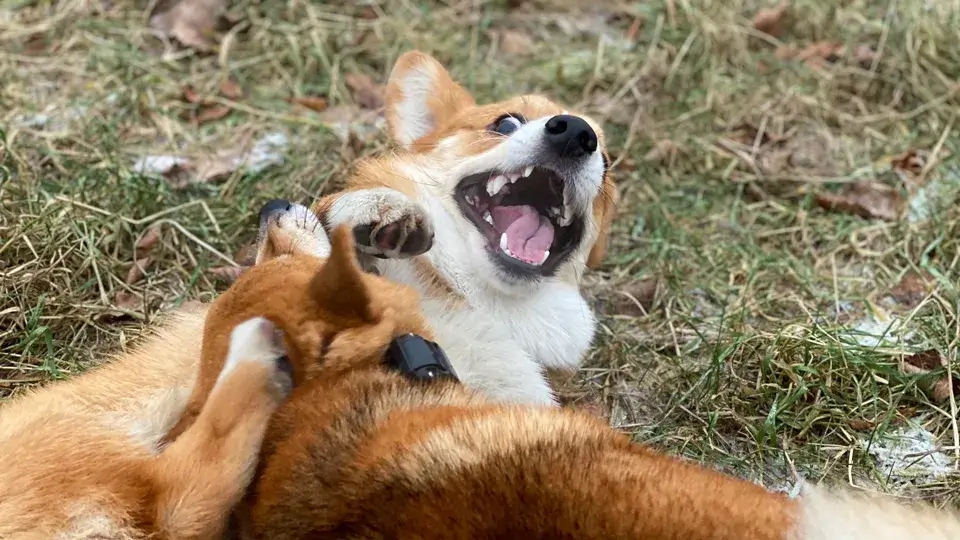 他の犬に吠える理由と対象方法