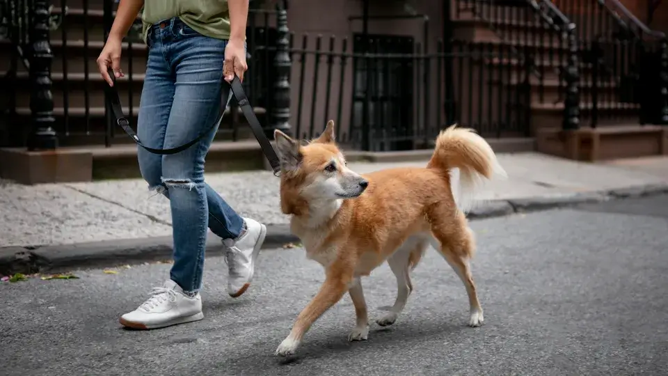 【LINE無料相談にプロドッグトレーナーが直接返信】散歩中に他の犬に過剰に吠える！幼少期に犬同士の交流が原因？改善方法とは？