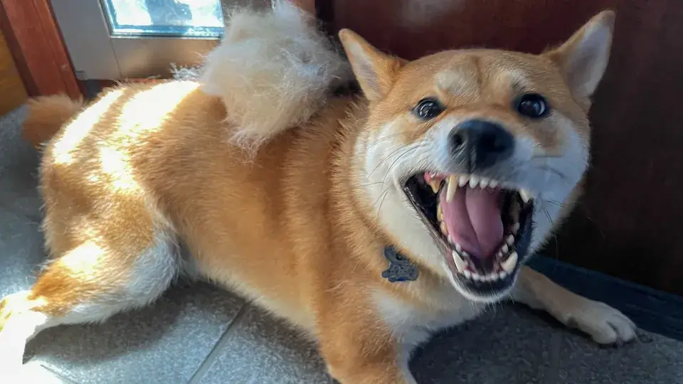 保護犬・子犬を迎えたら知っておきたい「3・3・3の法則」とは？