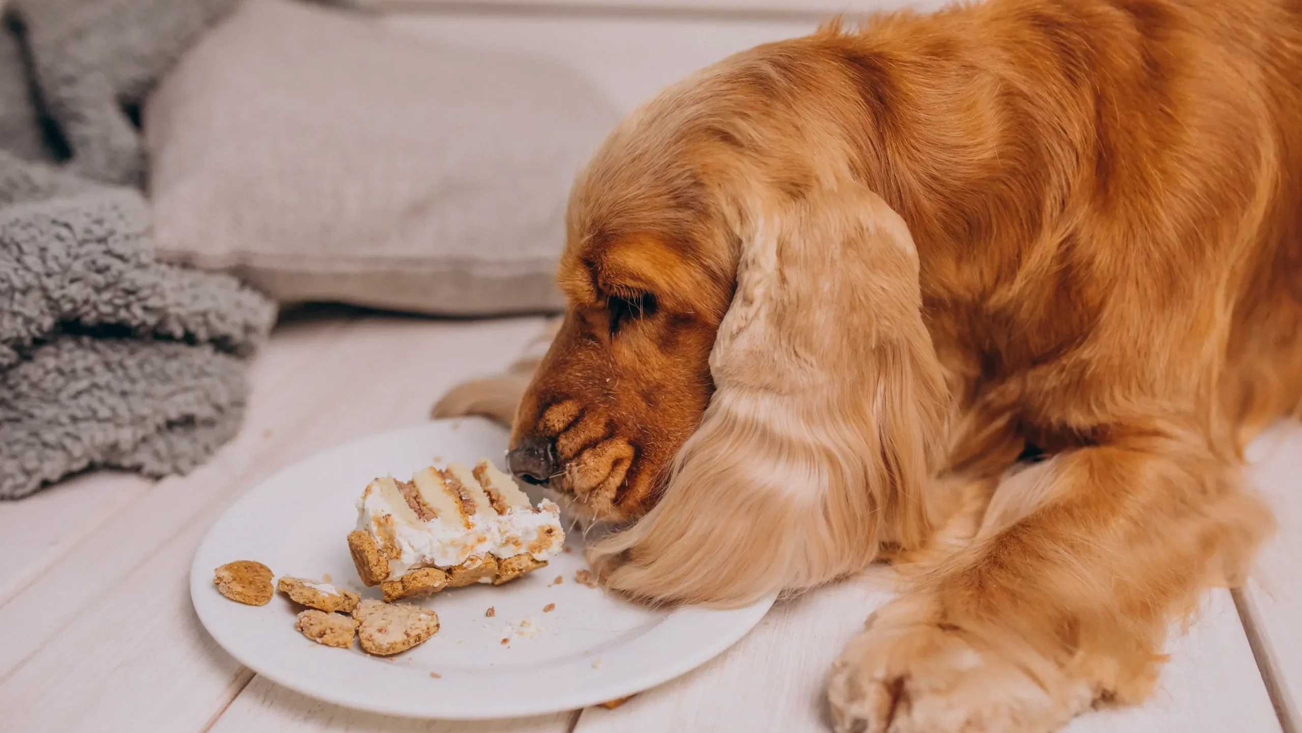 1. しつけを効率化する「ご褒美」の選び方