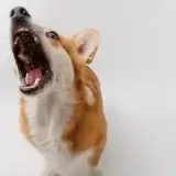 【LINE無料相談にプロドッグトレーナーが直接返信】散歩中に他の犬に過剰に吠える！幼少期に犬同士の交流が原因？改善方法とは？