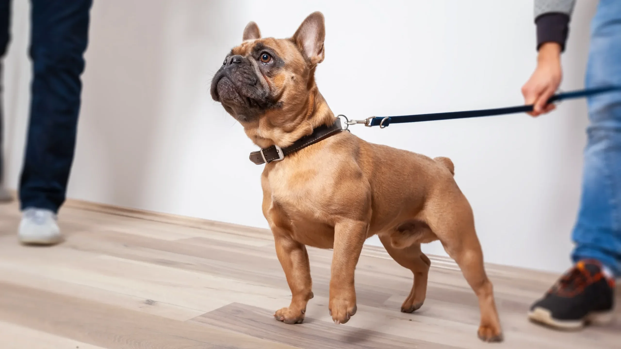 3. 室内リードで絶対にやってはいけない2つのNG行動