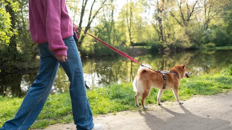 お散歩トレーニングの方法