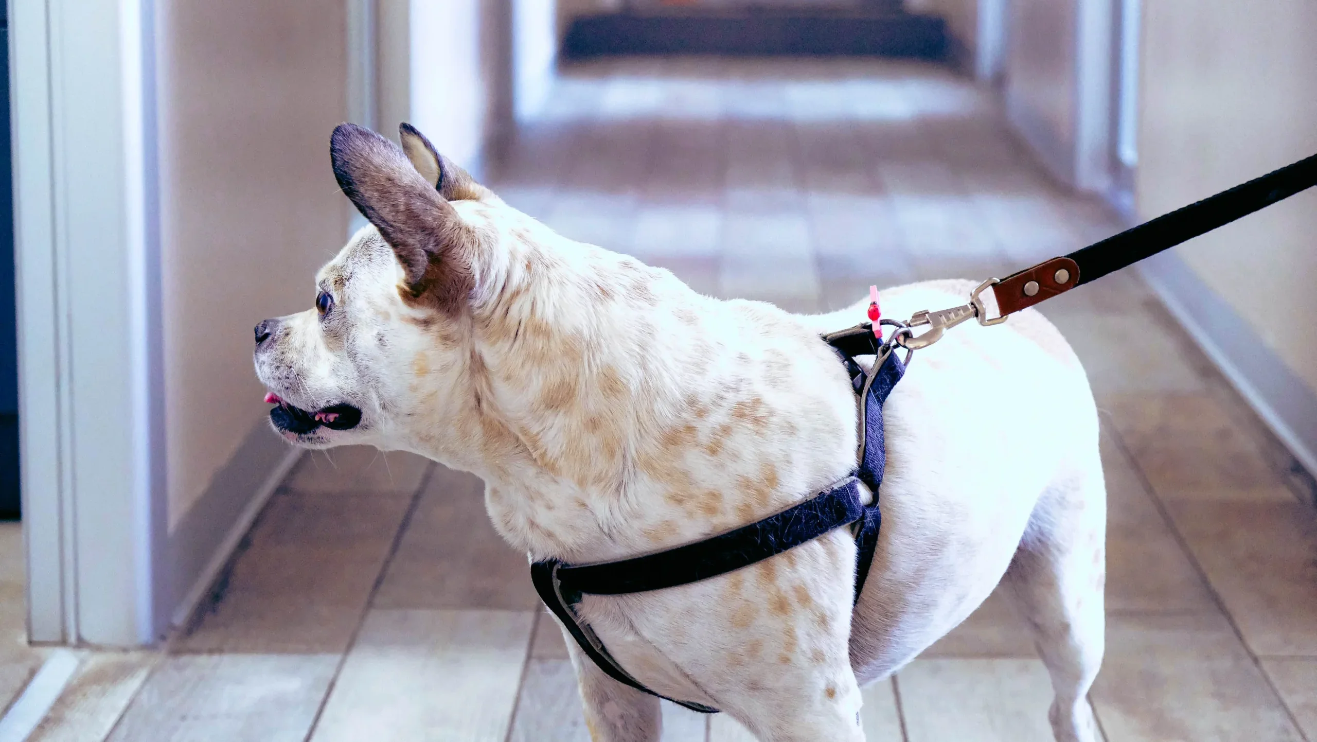 1. なぜ室内フリーでリードが必要なのか？