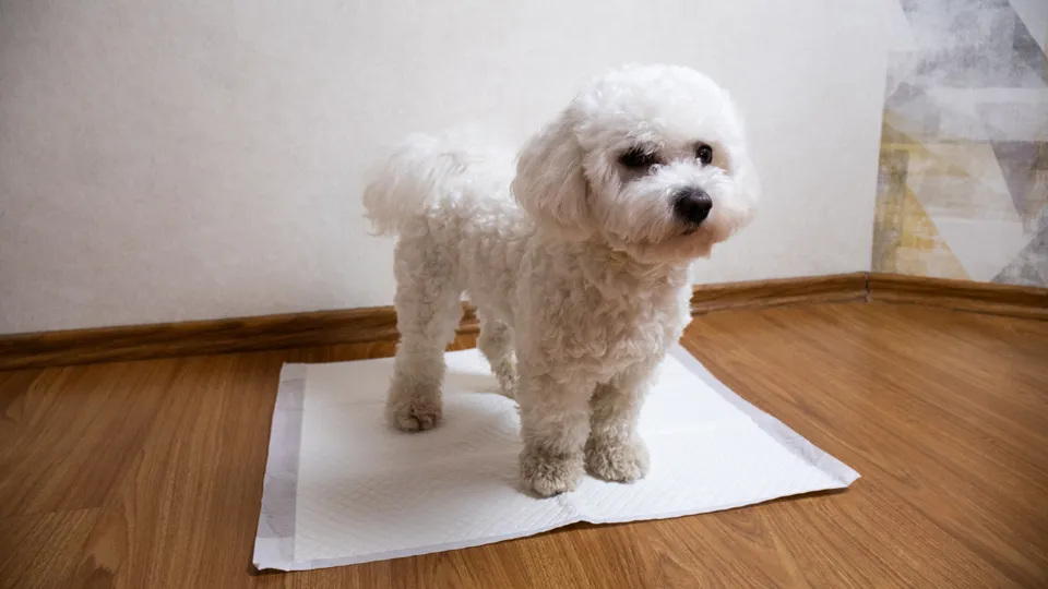 トイレの場所に悪いイメージが出来た