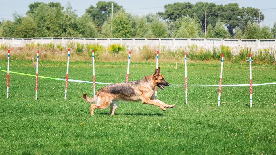 ドッグランの注意点