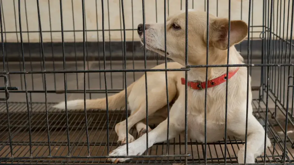 【LINE無料相談にプロドッグトレーナーが直接返信】ケージの中で吠える！フリーの時には興奮する！落ち着きを教える方法とは？