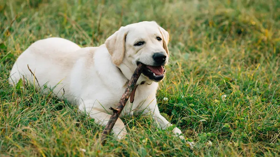 【LINE無料相談にプロドッグトレーナーが直接返信】お散歩中に大型犬に吠える！改善方法は？