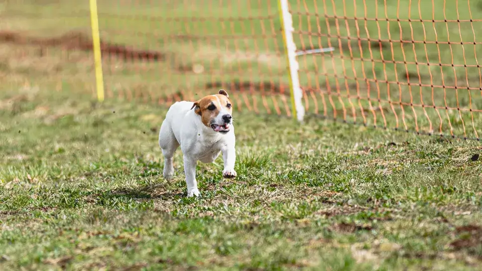 犬に対するイメージが悪い場合の対処方法