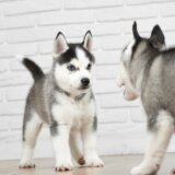 ヨークシャテリアVSキャバリア！ケンカをさせない方法とは？【LINE無料相談にプロドッグトレーナーが直接返信】