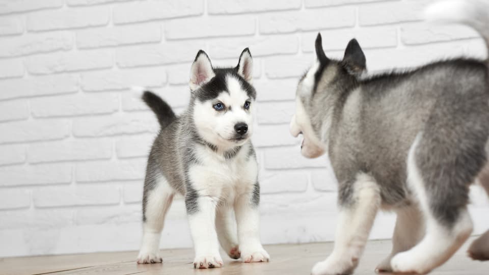 ヨークシャテリアVSキャバリア!ケンカをさせない方法とは?【LINE無料相談にプロドッグトレーナーが直接返信】