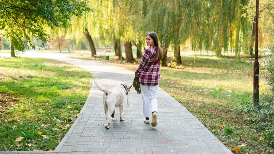 他の犬に吠える理由と対象方法