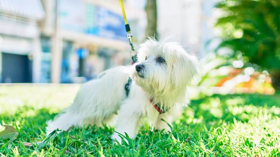 犬のケンカの仲裁方法