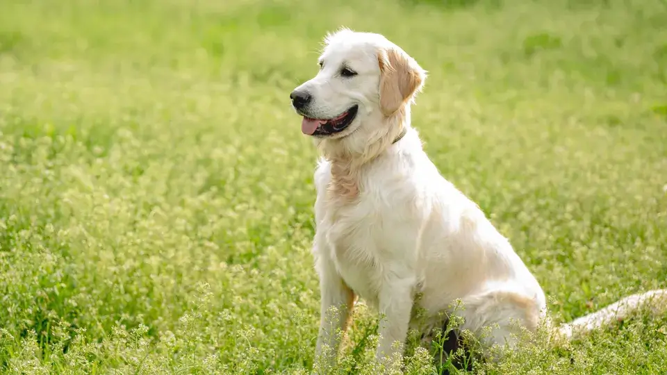 【LINE無料相談にプロドッグトレーナーが直接返信】お散歩中に大型犬に吠える！改善方法は？