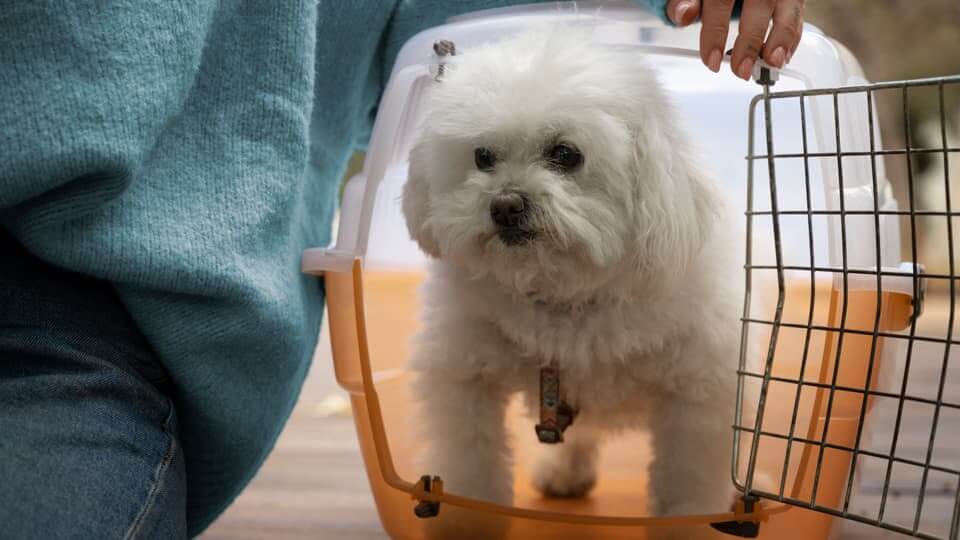 3. クレートトレーニングは「すべてのしつけ」の基礎