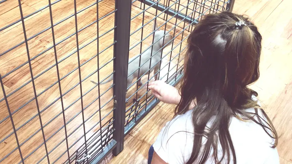 ケージの中で吠える原因