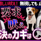 無視しても止まらない愛犬の「激しい吠え」を根本から変える！しつけのプロが教える「環境」と「心」の整え方